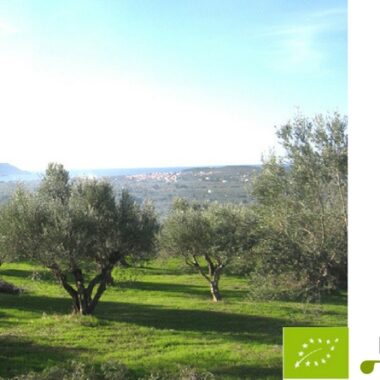 L'oliveraie Bio © Trois Tortues agrotourisme ecogite, , ecotourisme vacances nature