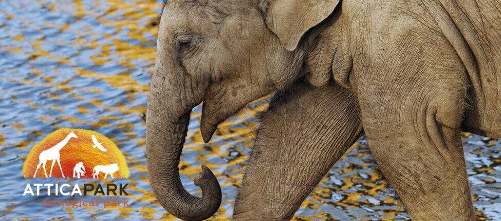 zoo d' athènes