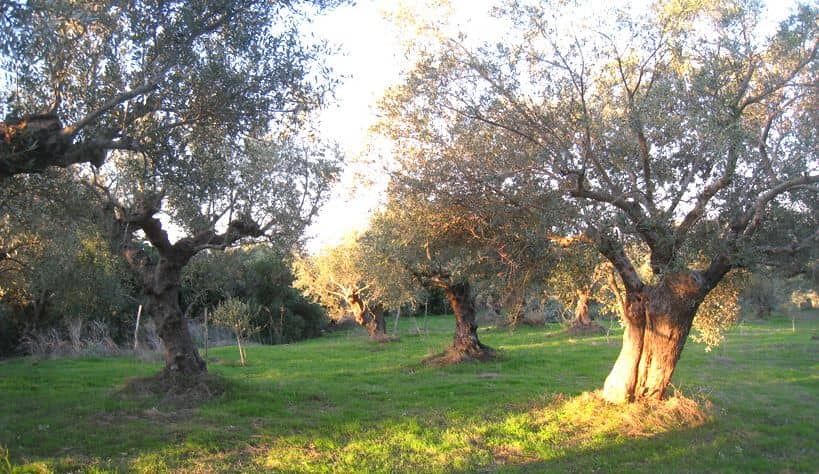 oliviers à l'oliveraie les 3 tortues en messénie en Grèce. Agrotourisme, ecoresponsable