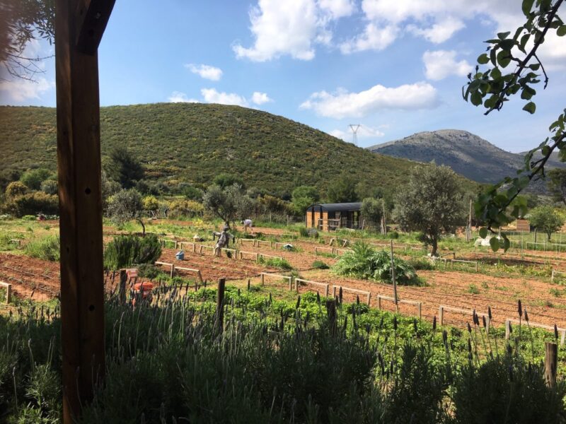 farmamoo jardins collectifs, potagers, ferme athènes nea makri