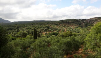 huile d'olive grecque gout mentions comment les distinguer