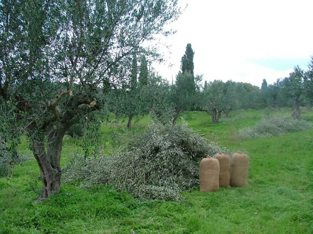 Récolte des olives aux Trois tortues - sacs en toile de jute en Grèce