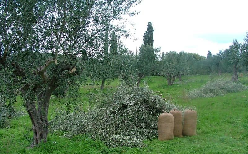 Récolte des olives aux Trois tortues - sacs en toile de jute