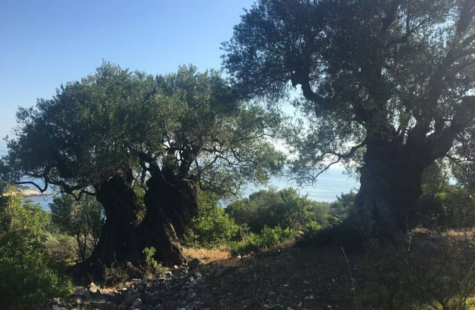 oliviers centenaires sur l'île d'Ithaque en Grèce, mer en fond