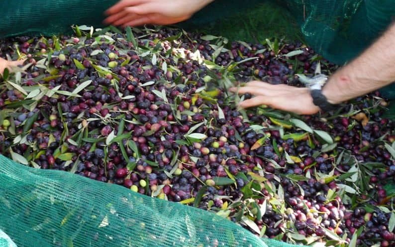 Récolte des olives aux Trois tortues - tri des olives toile de jute