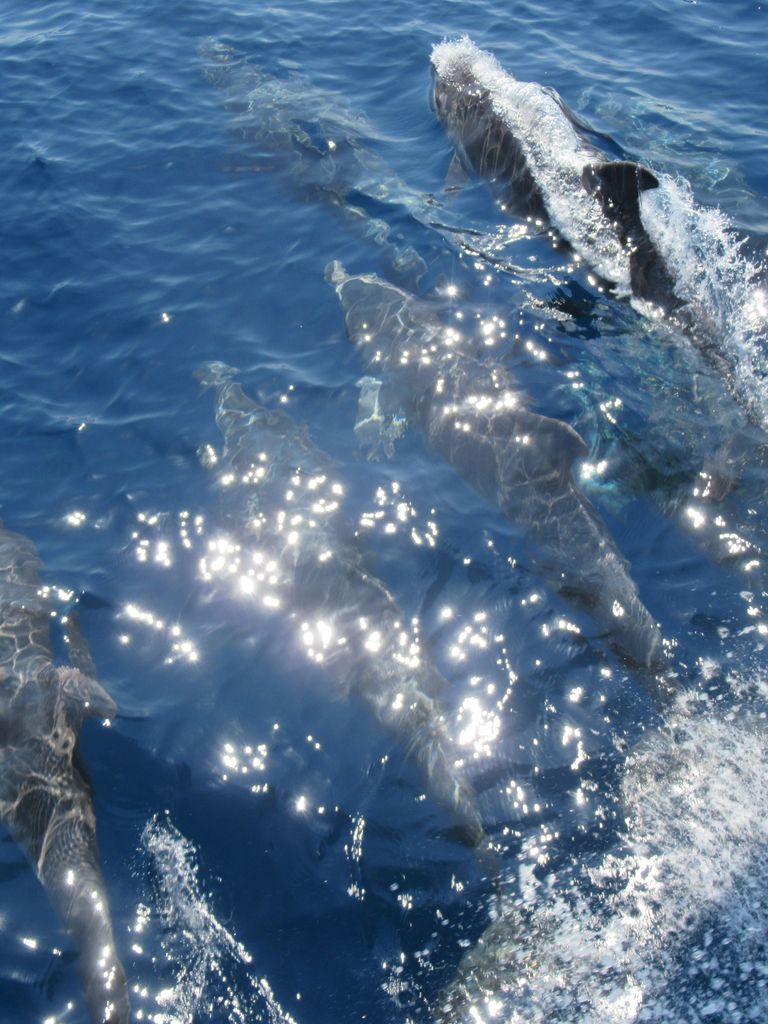 dauphins qui suivent et jouent avec le bateau. Halkidiki (chalcidique) grèce du nord
