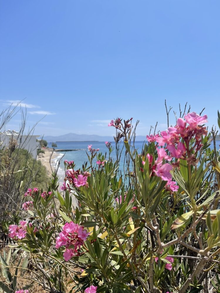 Fleurs à Drios, le jardin de Paros