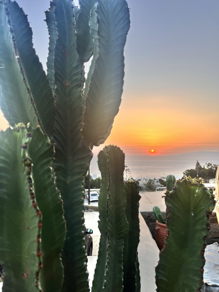 Azul, Restaurant Mexicain à Mykonos, Cactus sur la terrasse