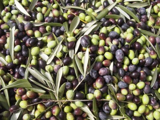 les olives, ingrédient de base du régime crétois