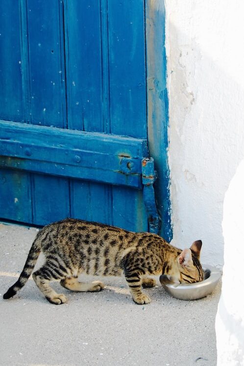 chat dans une rue en Grèce