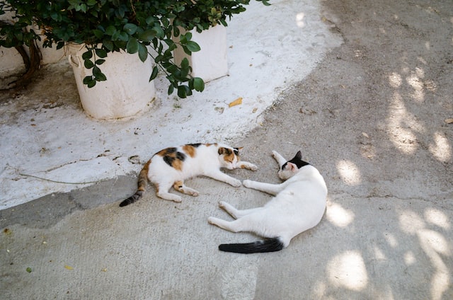Les chats d'Athènes