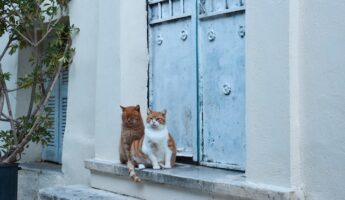 Les chats d'Athènes