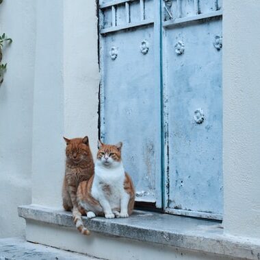 Les chats d'Athènes