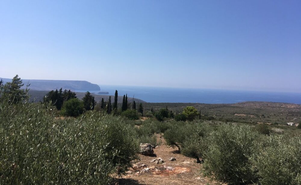 paysage du Magne, olivier, montagnes et mer