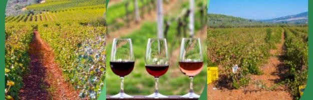 Route des vins dégustations Néméa