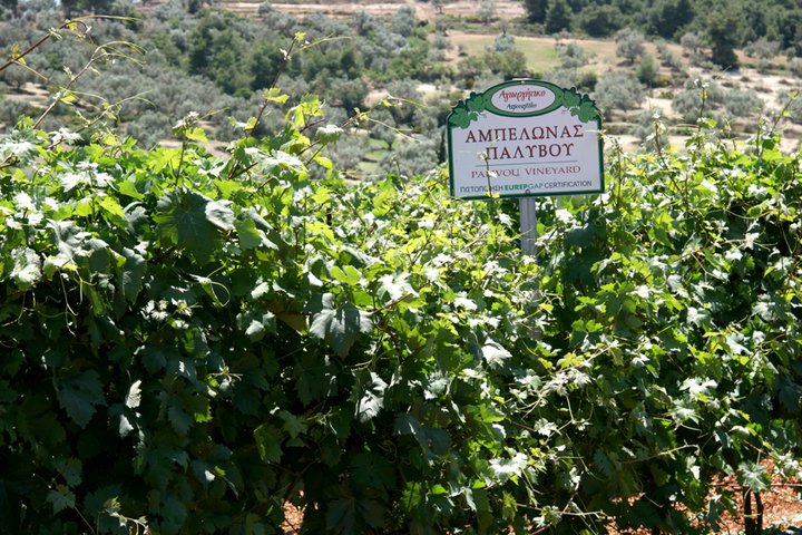 Domaine Palivou, route des vins dans le Péloponnèse, Némée