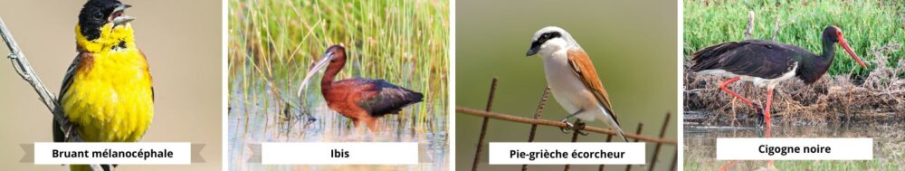 oiseaux à Lesbos : ibis, cigogne noire...