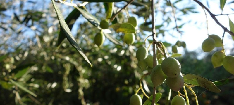 Olives vertes sur un olivier