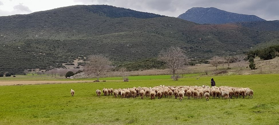Élevage de moutons en Corinthie au pied des montagnes