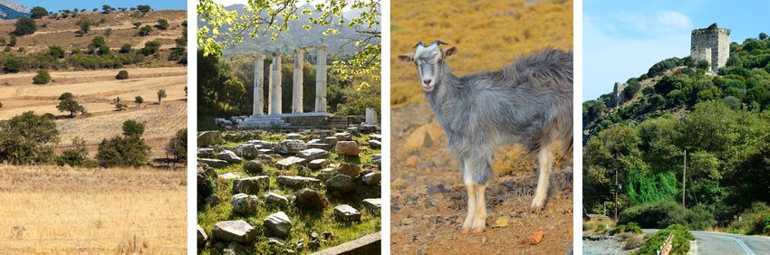 Chèvre et paysage à Samothrace en Grèce